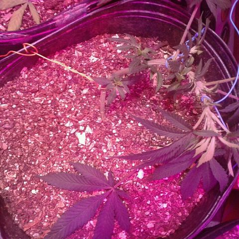 Sour Diesel growlog timeline photo