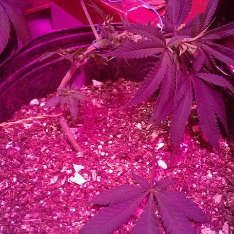 Sour Diesel growlog timeline photo