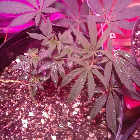 Sour Diesel growlog timeline photo