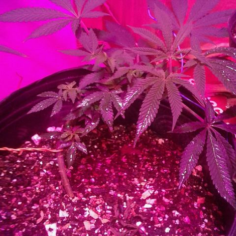 Sour Diesel growlog timeline photo