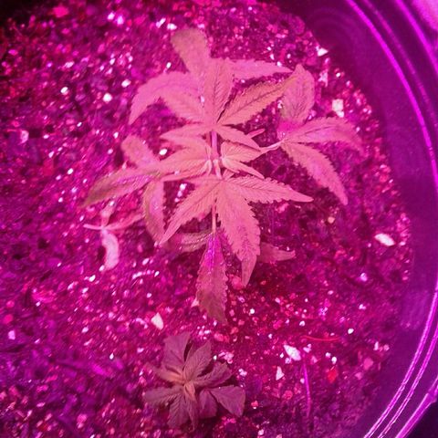 Critical +2 growlog timeline photo