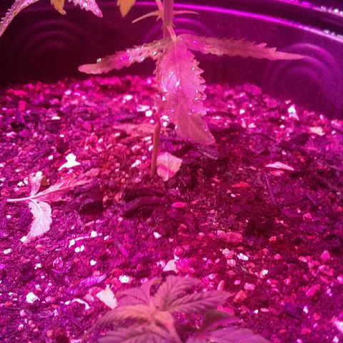 Critical +2 growlog timeline photo