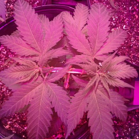 Moby-D growlog timeline photo