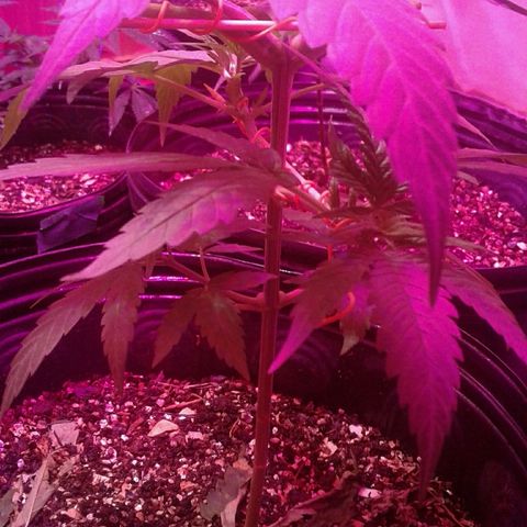 Moby-D growlog timeline photo