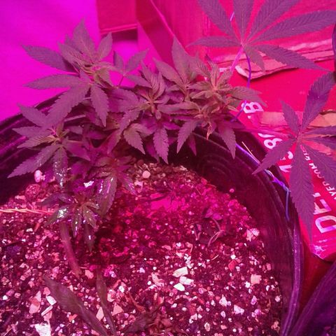 Sour Diesel growlog timeline photo