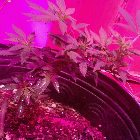Sour Diesel growlog timeline photo