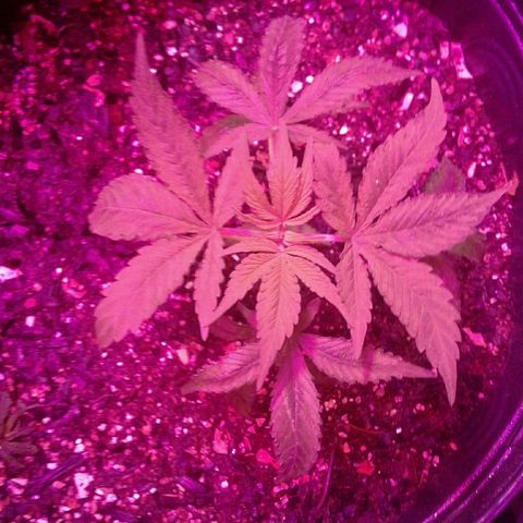 Critical +2 growlog timeline photo