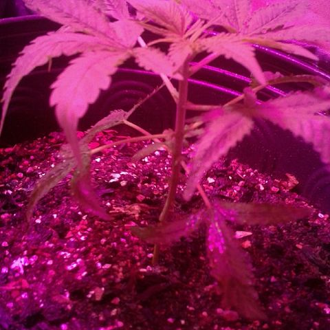 Critical +2 growlog timeline photo