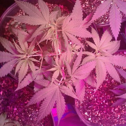 Moby-D growlog timeline photo