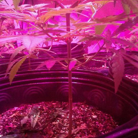 Moby-D growlog timeline photo