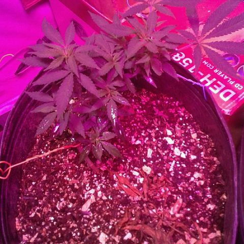 Sour Diesel growlog timeline photo