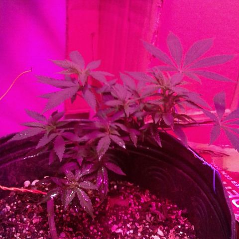 Sour Diesel growlog timeline photo