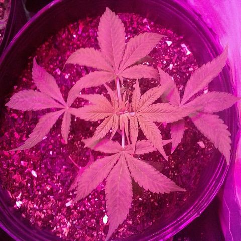 Critical +2 growlog timeline photo