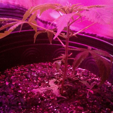 Critical +2 growlog timeline photo