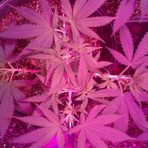 Moby-D growlog timeline photo
