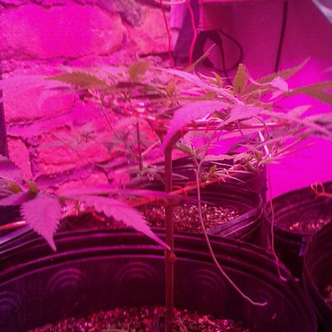 Moby-D growlog timeline photo