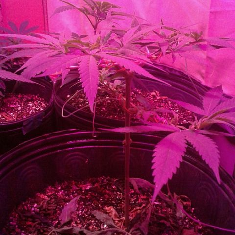 Moby-D growlog timeline photo