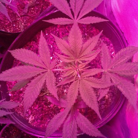 Critical +2 growlog timeline photo