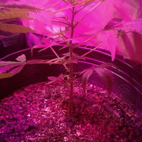 Critical +2 growlog timeline photo
