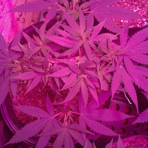 Moby-D growlog timeline photo