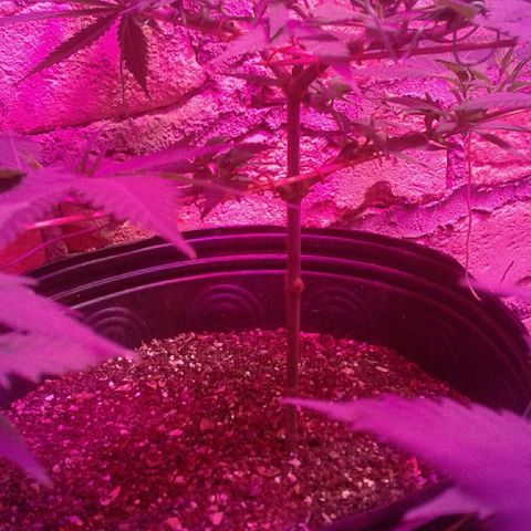 Moby-D growlog timeline photo