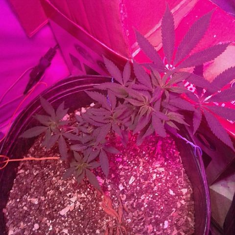Sour Diesel growlog timeline photo