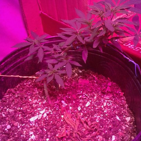 Sour Diesel growlog timeline photo