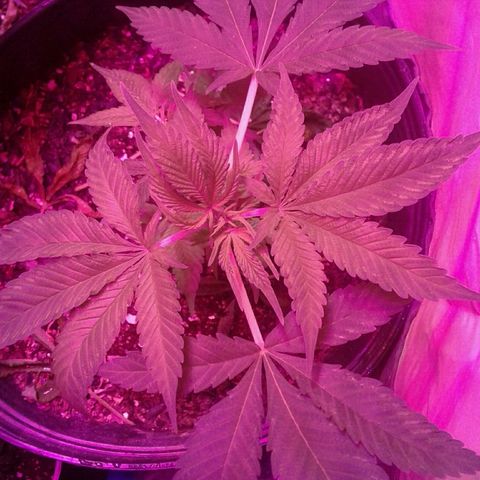 Critical +2 growlog timeline photo