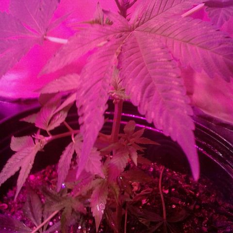 Critical +2 growlog timeline photo