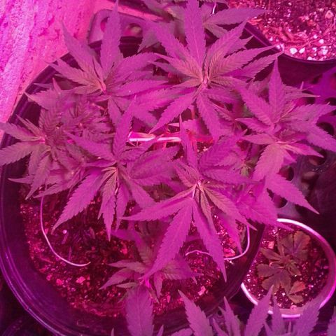 Moby-D growlog timeline photo