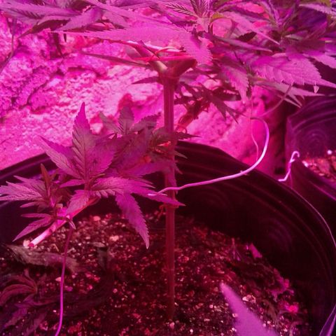 Moby-D growlog timeline photo