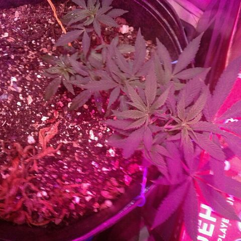 Sour Diesel growlog timeline photo