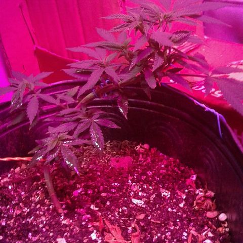 Sour Diesel growlog timeline photo
