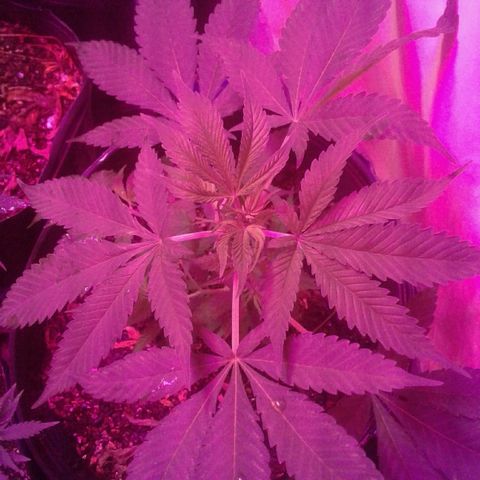 Critical +2 growlog timeline photo