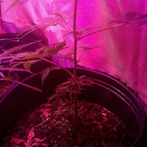 Critical +2 growlog timeline photo