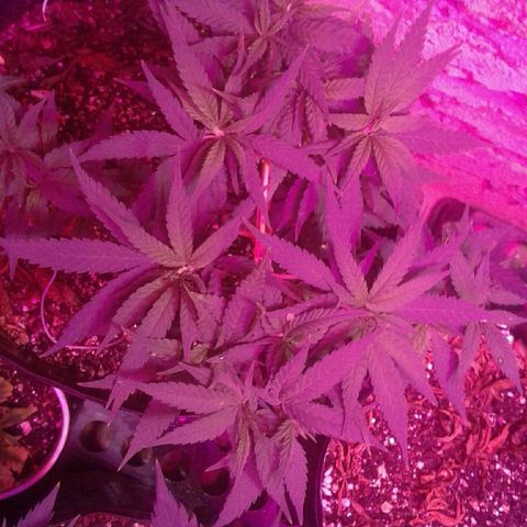 Moby-D growlog timeline photo