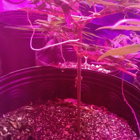 Moby-D growlog timeline photo