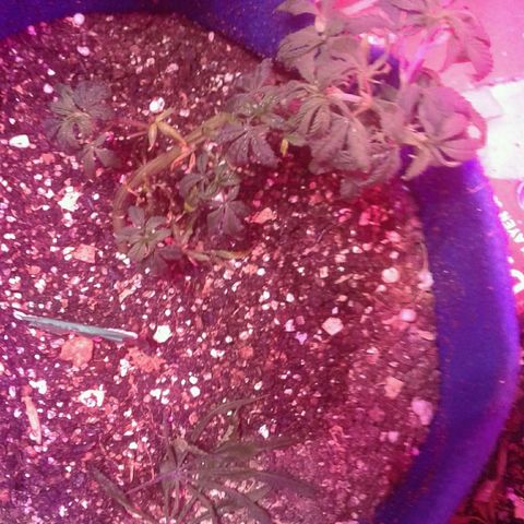 Sour Diesel growlog timeline photo