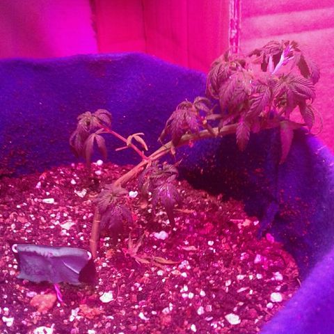 Sour Diesel growlog timeline photo