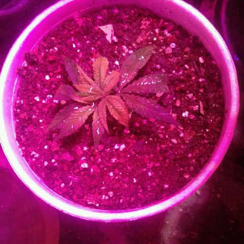 Sour Diesel growlog timeline photo