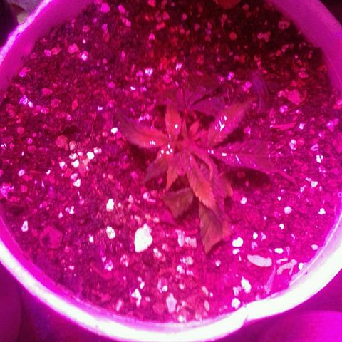 Sour Diesel growlog timeline photo