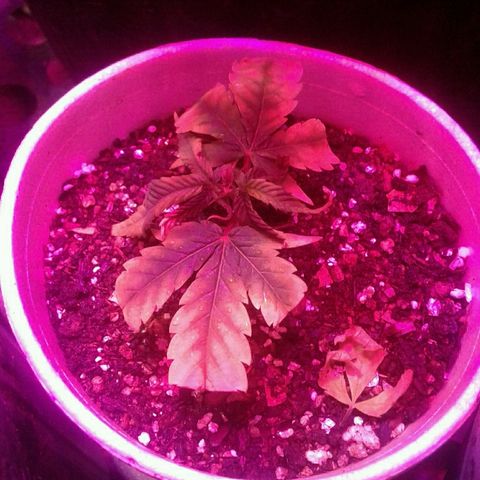 Moby-D growlog timeline photo