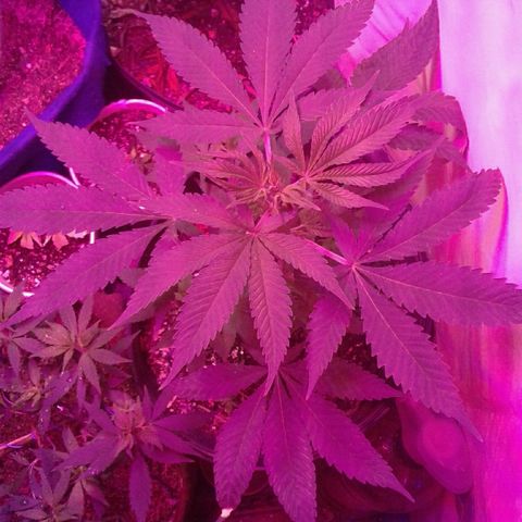 Critical +2 growlog timeline photo