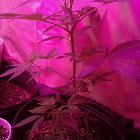 Critical +2 growlog timeline photo