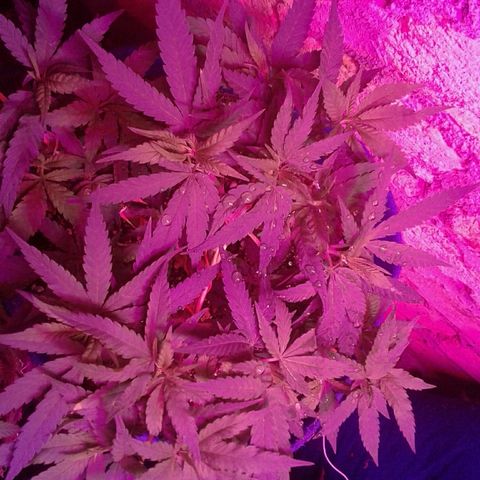 Moby-D growlog timeline photo