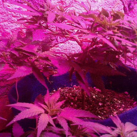 Moby-D growlog timeline photo