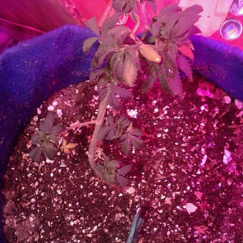 Sour Diesel growlog timeline photo