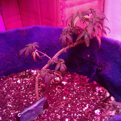Sour Diesel growlog timeline photo
