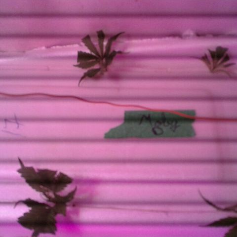 Moby-D growlog timeline photo