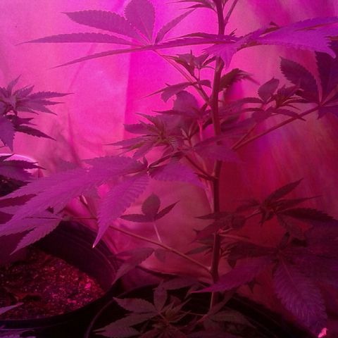 Critical +2 growlog timeline photo